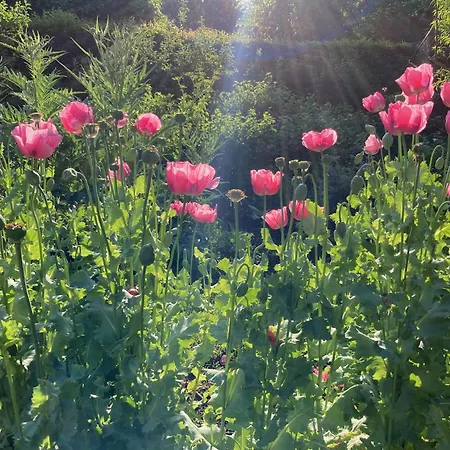Panzió Le Poulailler Loué