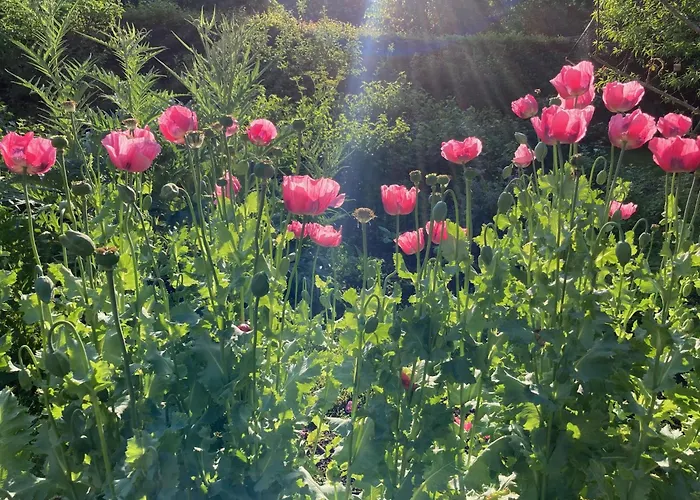 Couette-café Le Poulailler Loué